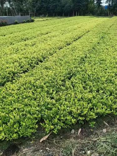 除去网球拍拍头贴的胶水